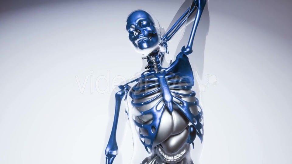 Human Skeleton Bones Model with Organs - Download Videohive 20946534