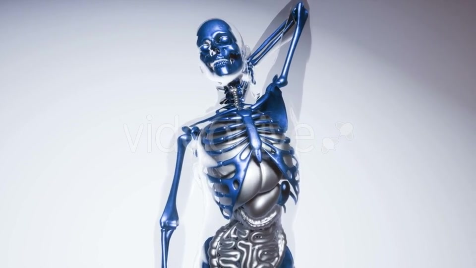 Human Skeleton Bones Model with Organs - Download Videohive 20946534