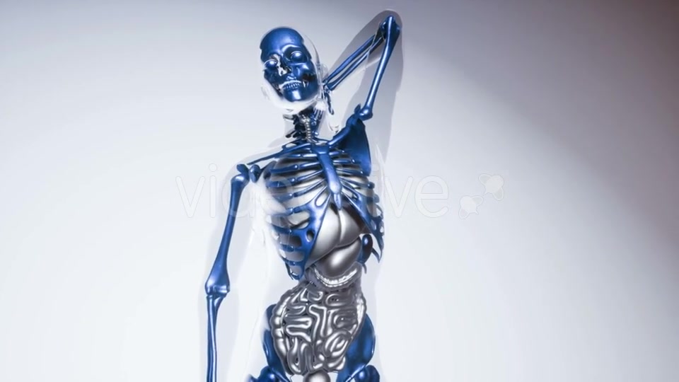 Human Skeleton Bones Model with Organs - Download Videohive 20946534