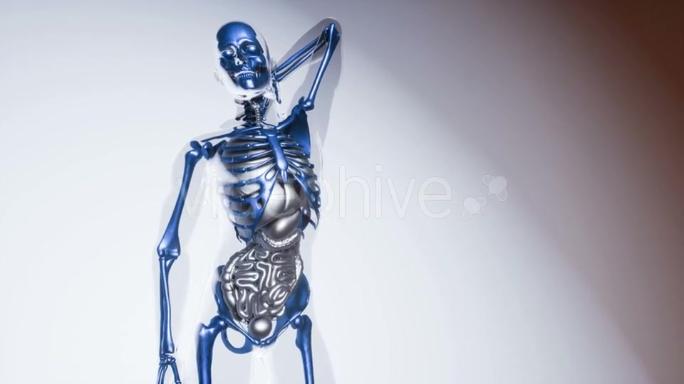 Human Skeleton Bones Model with Organs - Download Videohive 20946534