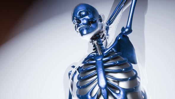 Human Skeleton Bones Model with Organs - Download Videohive 20946534