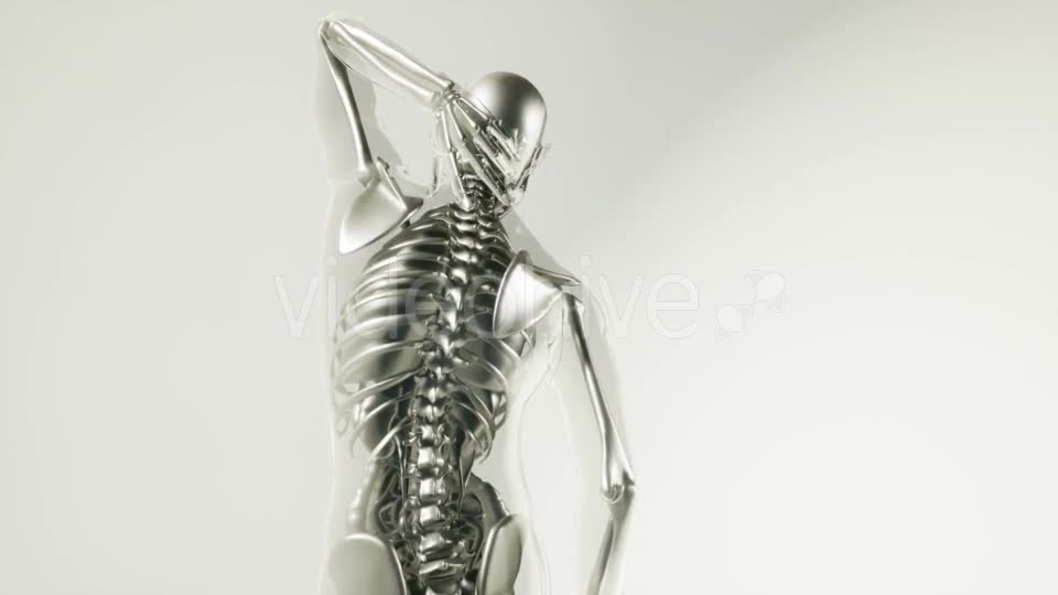 Human Skeleton Bones Model with Organs - Download Videohive 20946570