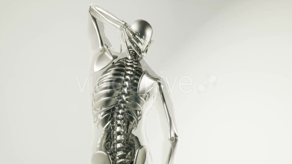 Human Skeleton Bones Model with Organs - Download Videohive 20946570