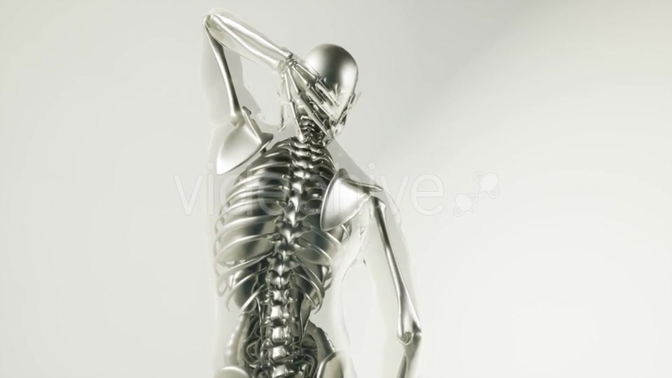 Human Skeleton Bones Model with Organs - Download Videohive 20946570