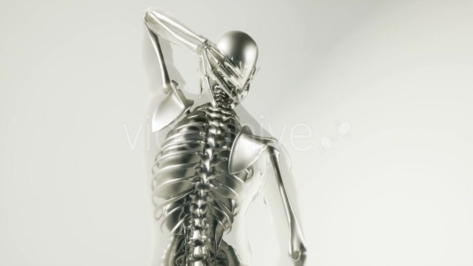 Human Skeleton Bones Model with Organs - Download Videohive 20946570