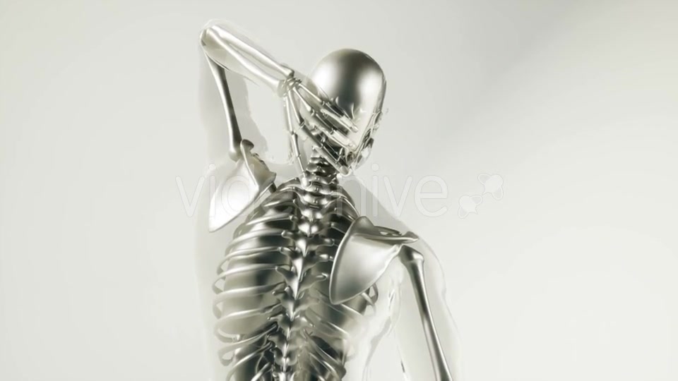 Human Skeleton Bones Model with Organs - Download Videohive 20946570