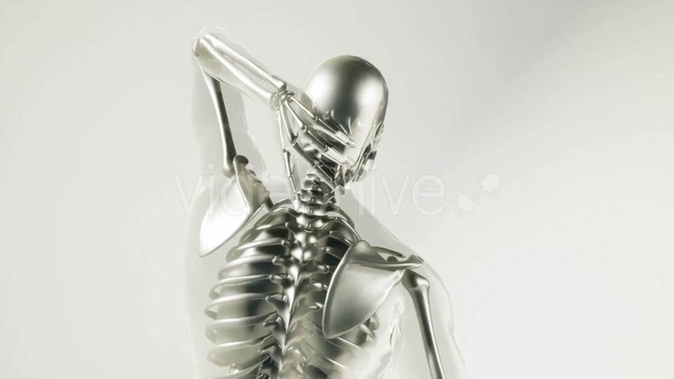 Human Skeleton Bones Model with Organs - Download Videohive 20946570