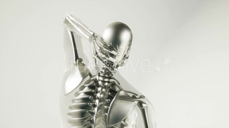 Human Skeleton Bones Model with Organs - Download Videohive 20946570