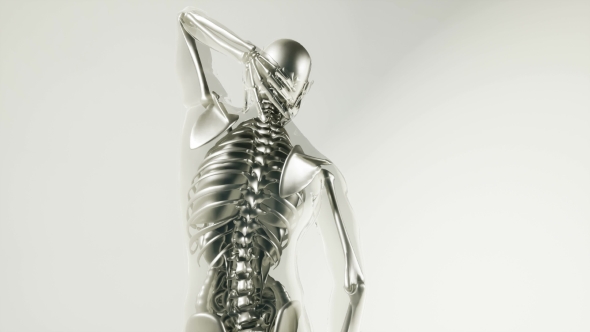 Human Skeleton Bones Model with Organs - Download Videohive 20946570