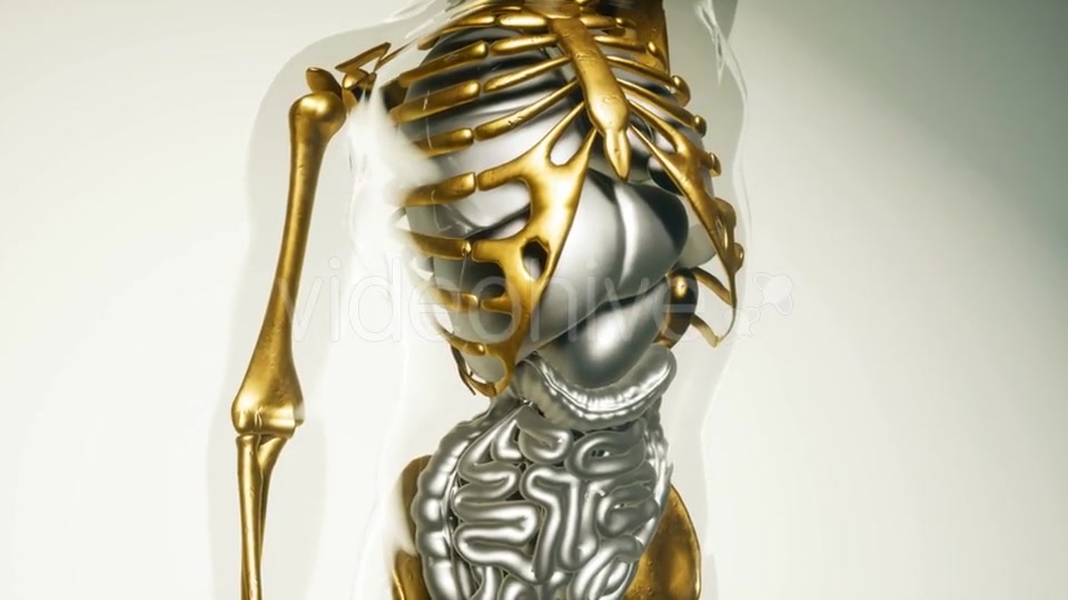 Human Skeleton Bones Model with Organs - Download Videohive 20946598