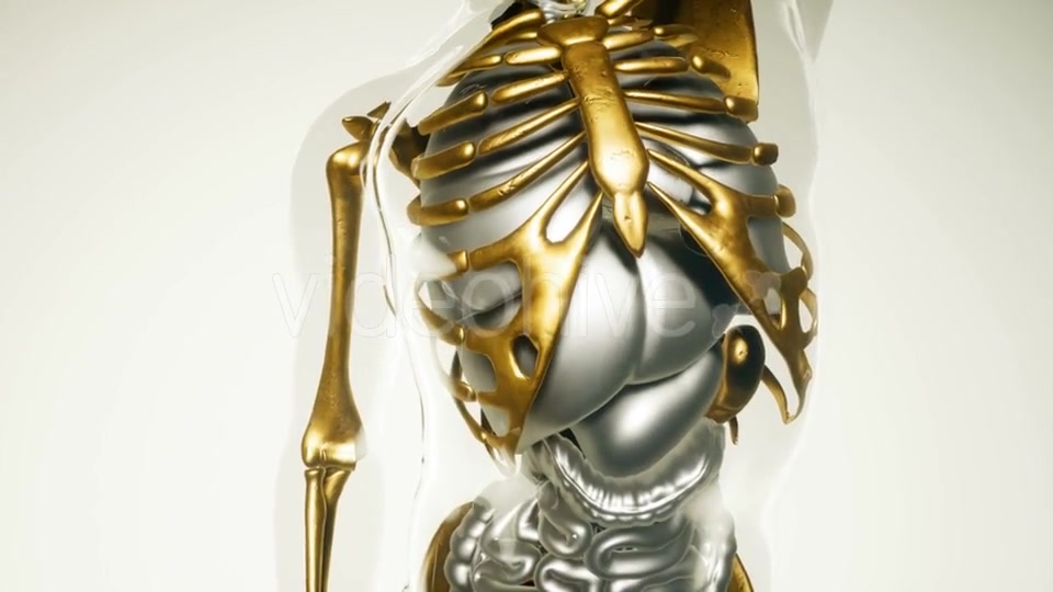 Human Skeleton Bones Model with Organs - Download Videohive 20946598