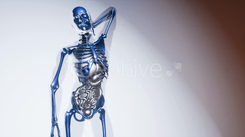Human Skeleton Bones Model with Organs - Download Videohive 20979960