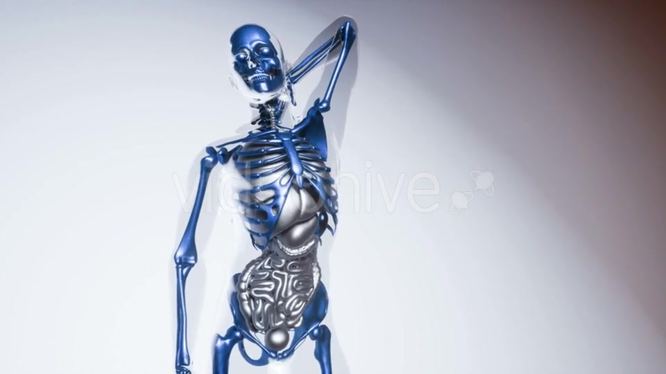 Human Skeleton Bones Model with Organs - Download Videohive 20979960