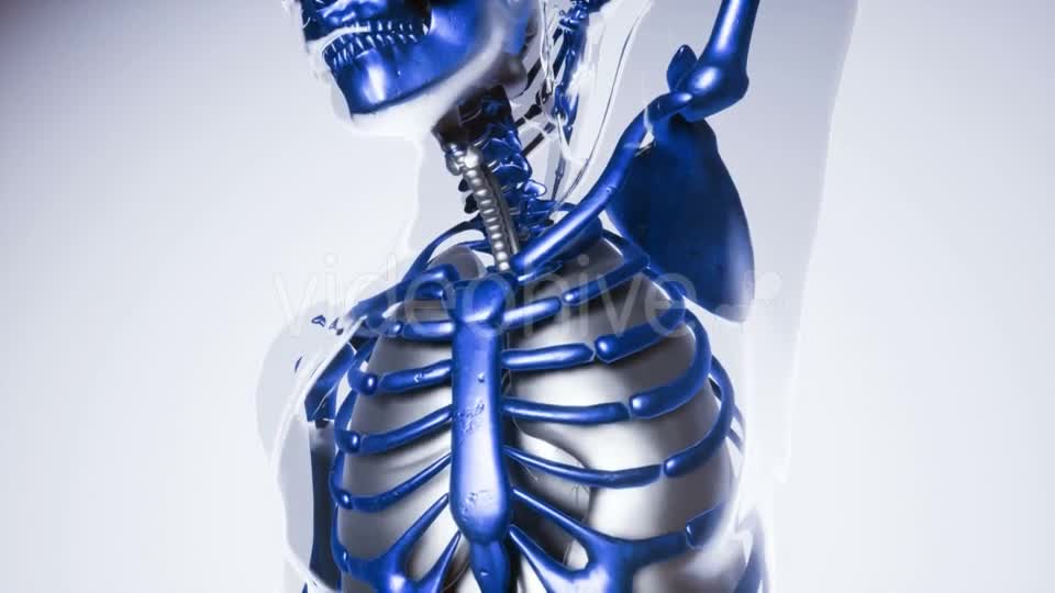 Human Skeleton Bones Model with Organs - Download Videohive 21041356