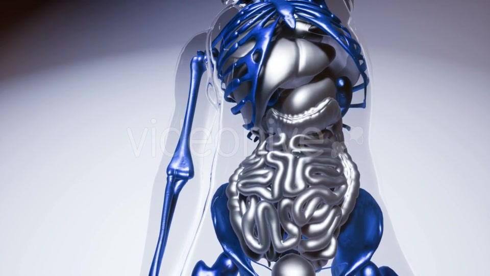 Human Skeleton Bones Model with Organs - Download Videohive 21041356