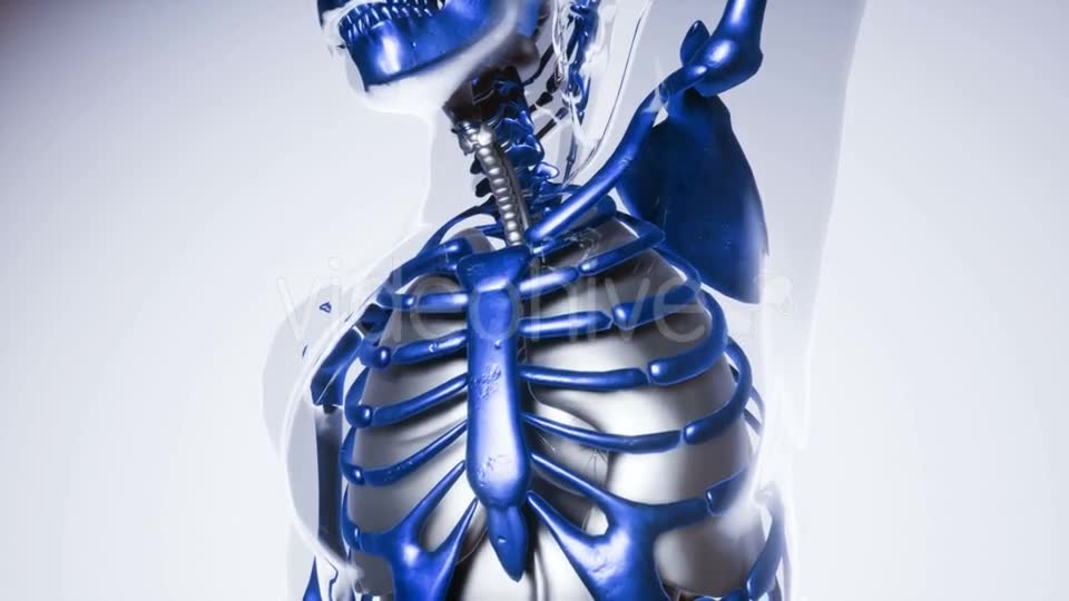 Human Skeleton Bones Model with Organs - Download Videohive 21041356