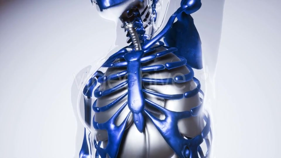 Human Skeleton Bones Model with Organs - Download Videohive 21041356