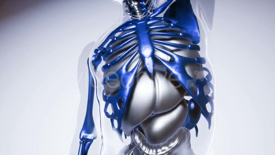 Human Skeleton Bones Model with Organs - Download Videohive 21041356