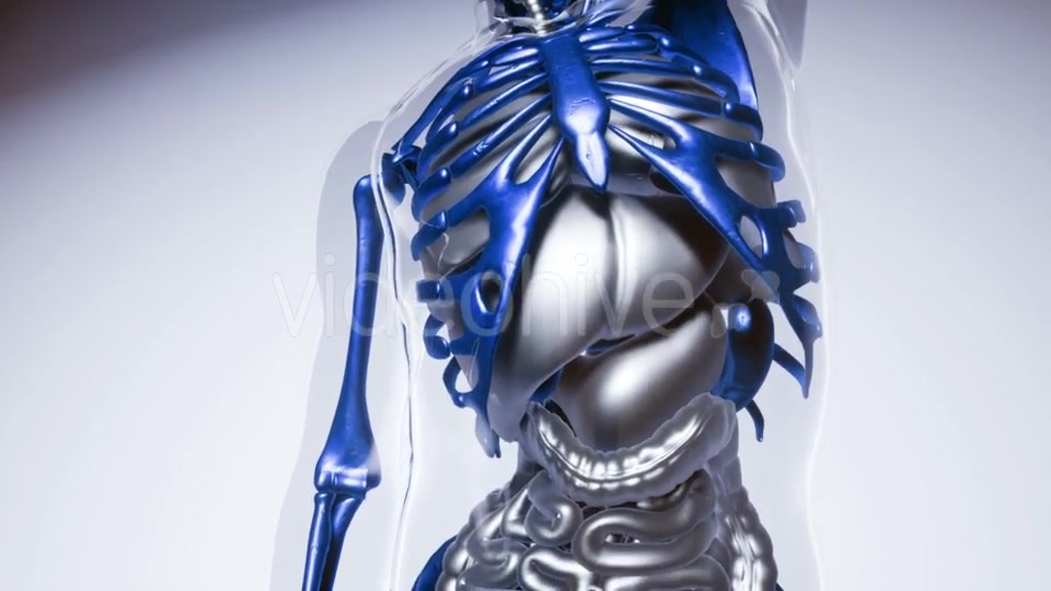 Human Skeleton Bones Model with Organs - Download Videohive 21041356