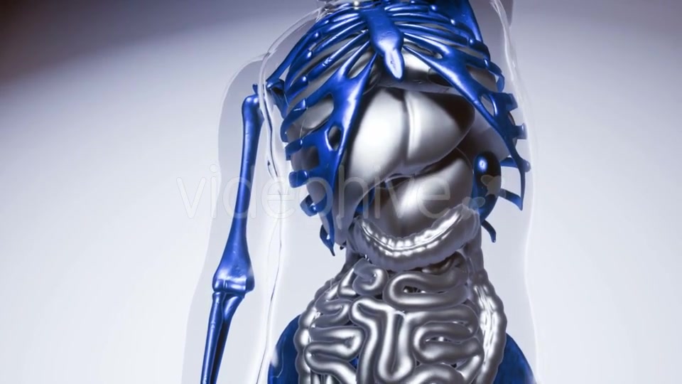 Human Skeleton Bones Model with Organs - Download Videohive 21041356