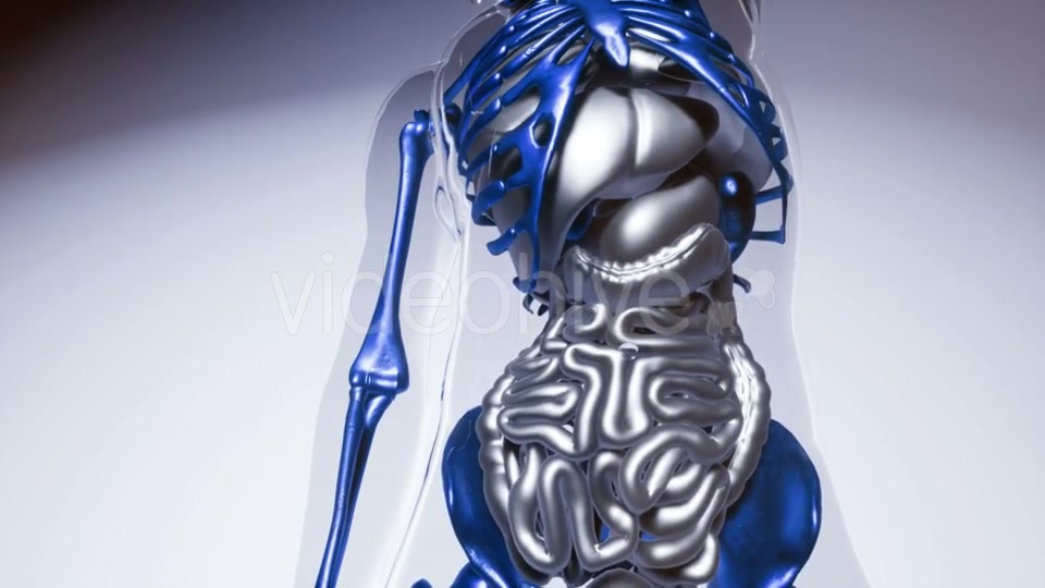 Human Skeleton Bones Model with Organs - Download Videohive 21041356