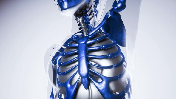 Human Skeleton Bones Model with Organs - Download Videohive 21041356