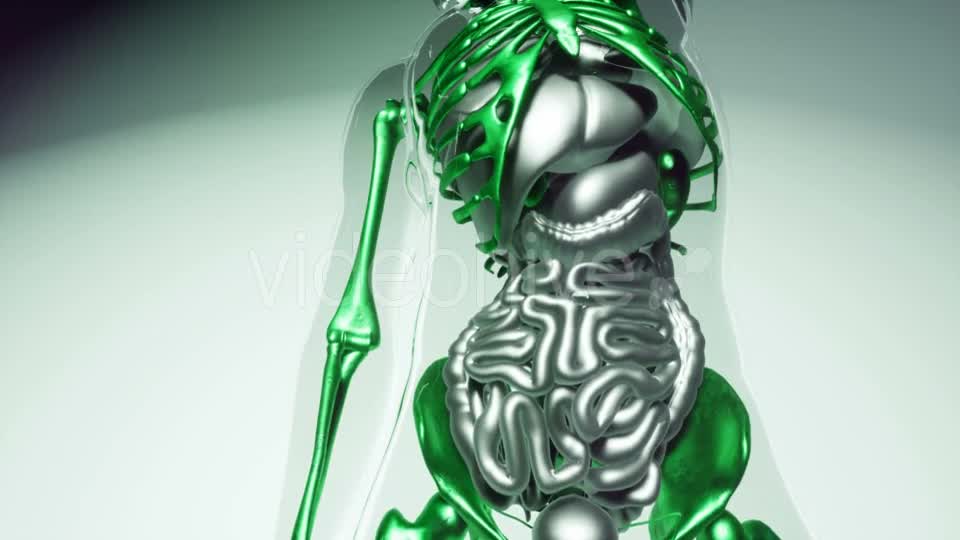 Human Skeleton Bones Model with Organs - Download Videohive 21041381