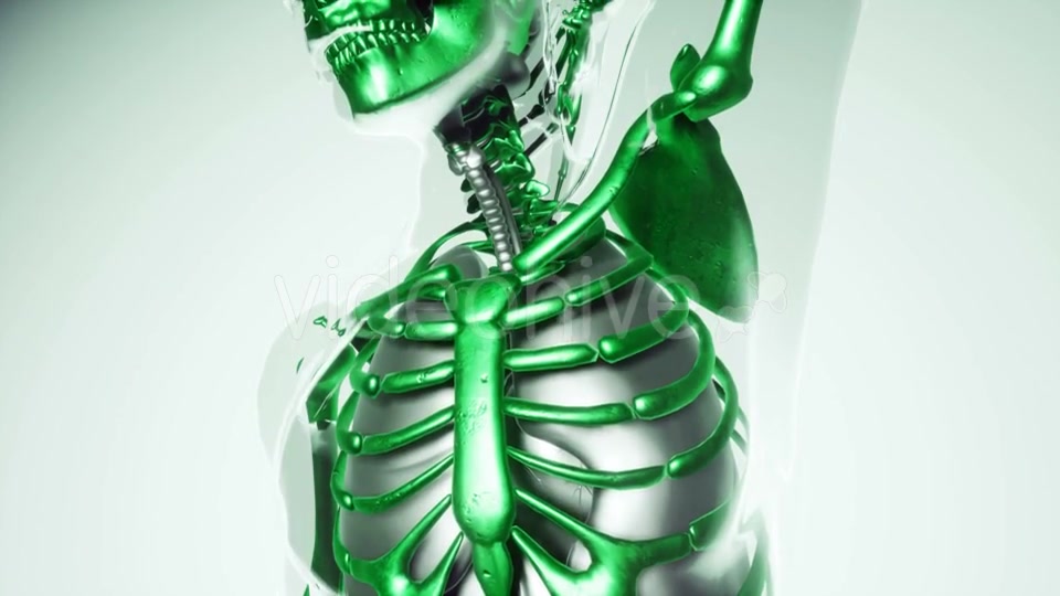 Human Skeleton Bones Model with Organs - Download Videohive 21041381