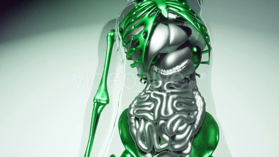 Human Skeleton Bones Model with Organs - Download Videohive 21041381