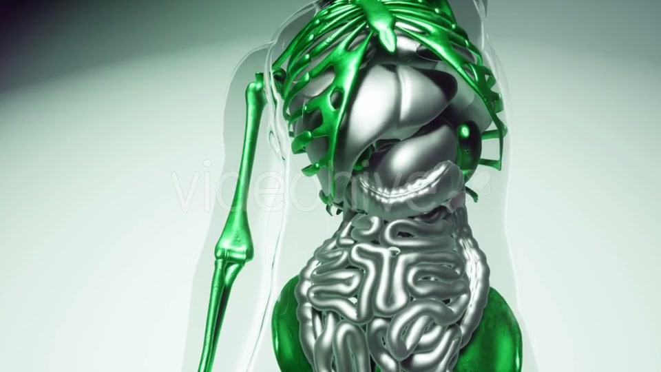 Human Skeleton Bones Model with Organs - Download Videohive 21041381