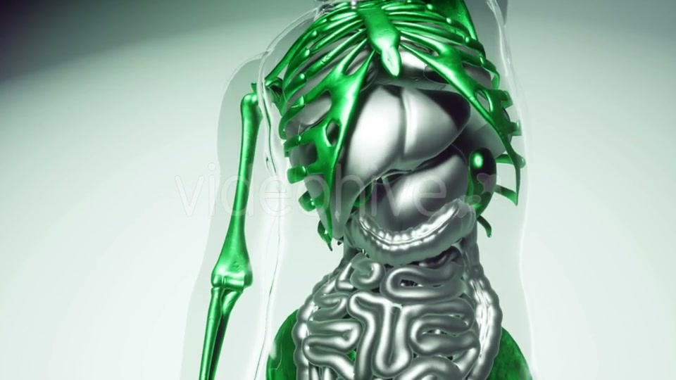 Human Skeleton Bones Model with Organs - Download Videohive 21041381