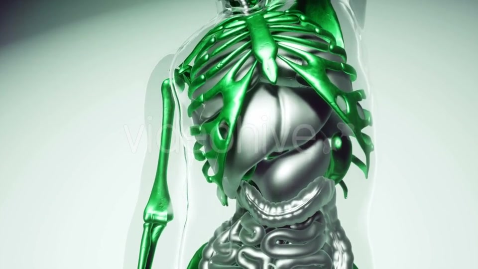 Human Skeleton Bones Model with Organs - Download Videohive 21041381