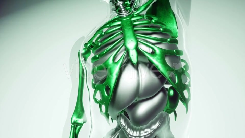 Human Skeleton Bones Model with Organs - Download Videohive 21041381