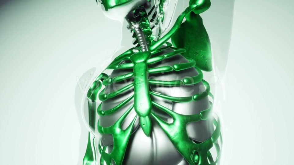 Human Skeleton Bones Model with Organs - Download Videohive 21041381