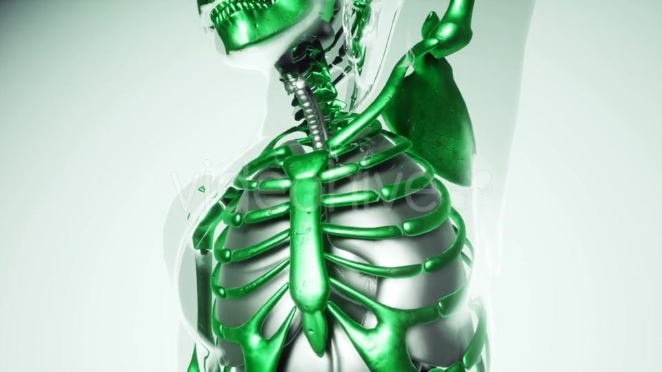 Human Skeleton Bones Model with Organs - Download Videohive 21041381