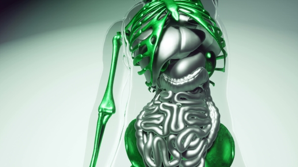 Human Skeleton Bones Model with Organs - Download Videohive 21041381