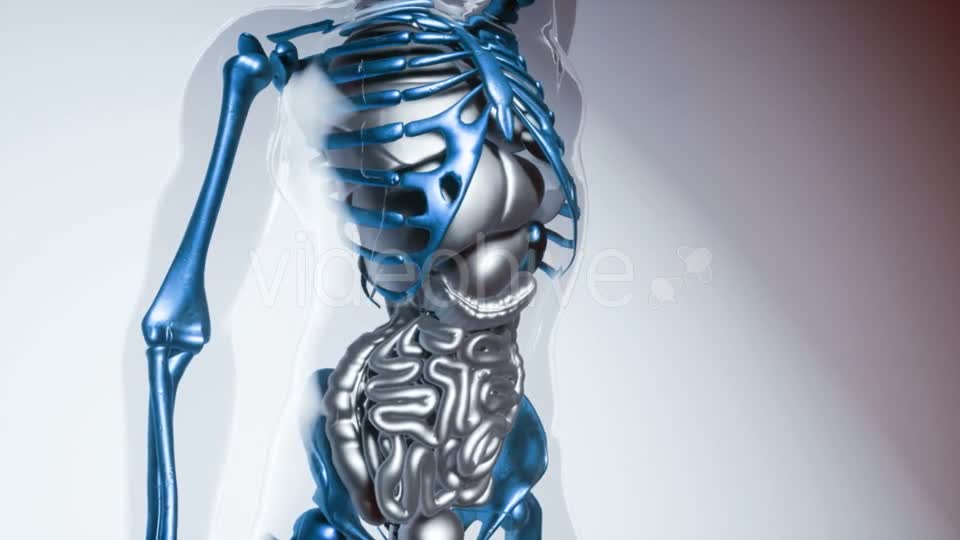 Human Skeleton Bones Model with Organs - Download Videohive 21168070
