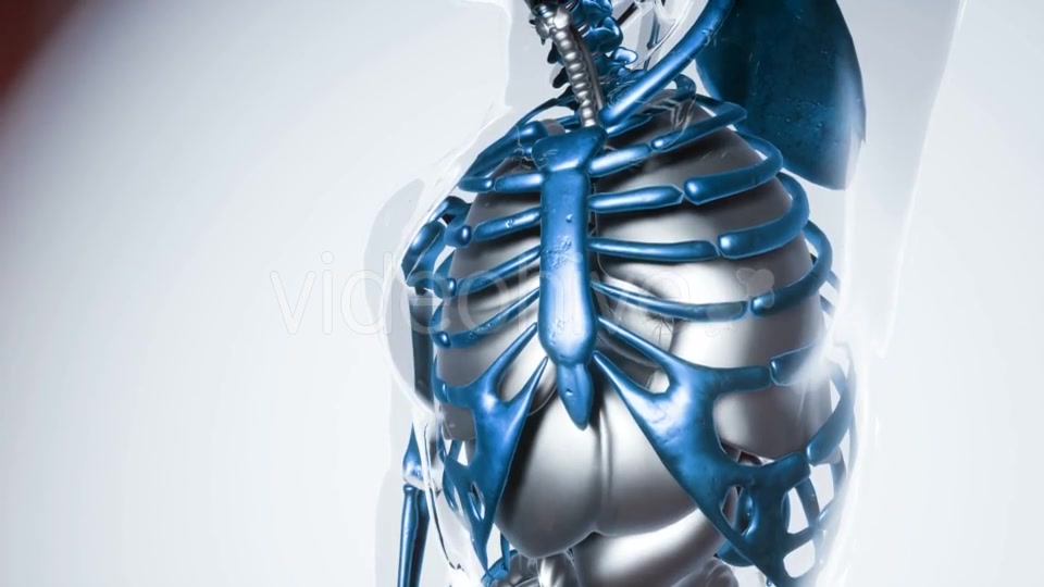 Human Skeleton Bones Model with Organs - Download Videohive 21168070
