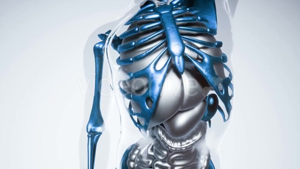 Human Skeleton Bones Model with Organs - Download Videohive 21264353