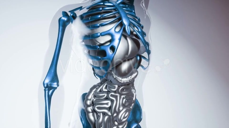Human Skeleton Bones Model with Organs - Download Videohive 21264353