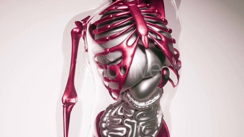 Human Skeleton Bones Model with Organs - Download Videohive 21407013