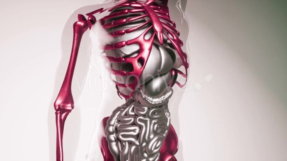 Human Skeleton Bones Model with Organs - Download Videohive 21407013