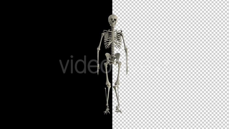 Human Skeleton Transforming 1 - Download Videohive 19767246