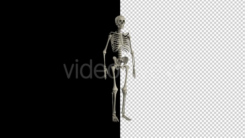 Human Skeleton Transforming 1 - Download Videohive 19767246