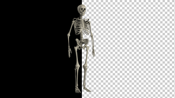 Human Skeleton Transforming 1 - Download Videohive 19767246