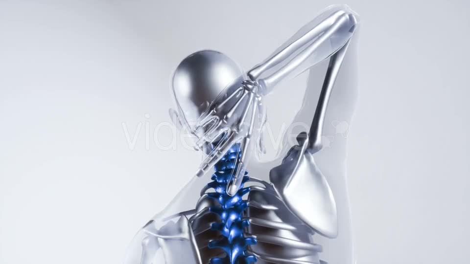 Human Spine Skeleton Bones Model with Organs - Download Videohive 20882772