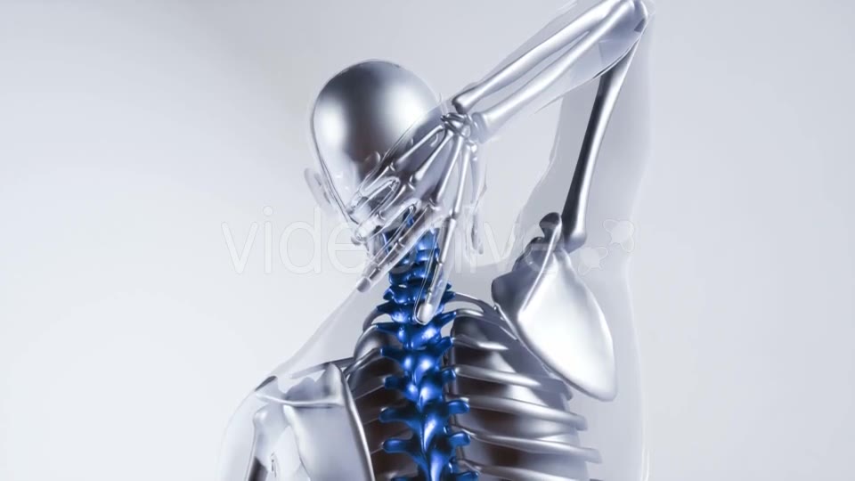 Human Spine Skeleton Bones Model with Organs - Download Videohive 20882772