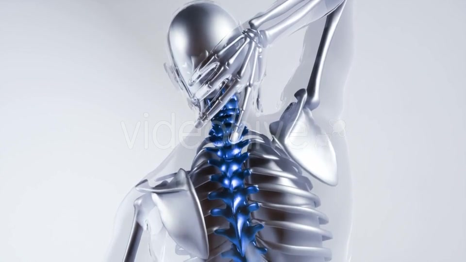 Human Spine Skeleton Bones Model with Organs - Download Videohive 20882772