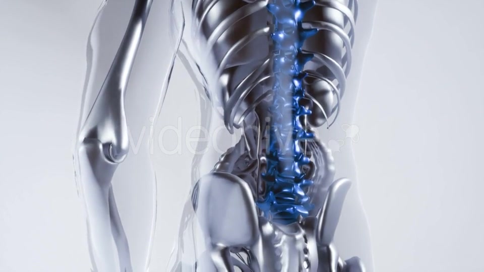 Human Spine Skeleton Bones Model with Organs - Download Videohive 20882772