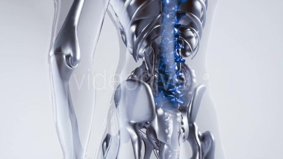 Human Spine Skeleton Bones Model with Organs - Download Videohive 20882772